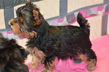 yorkie puppies for sale-small male